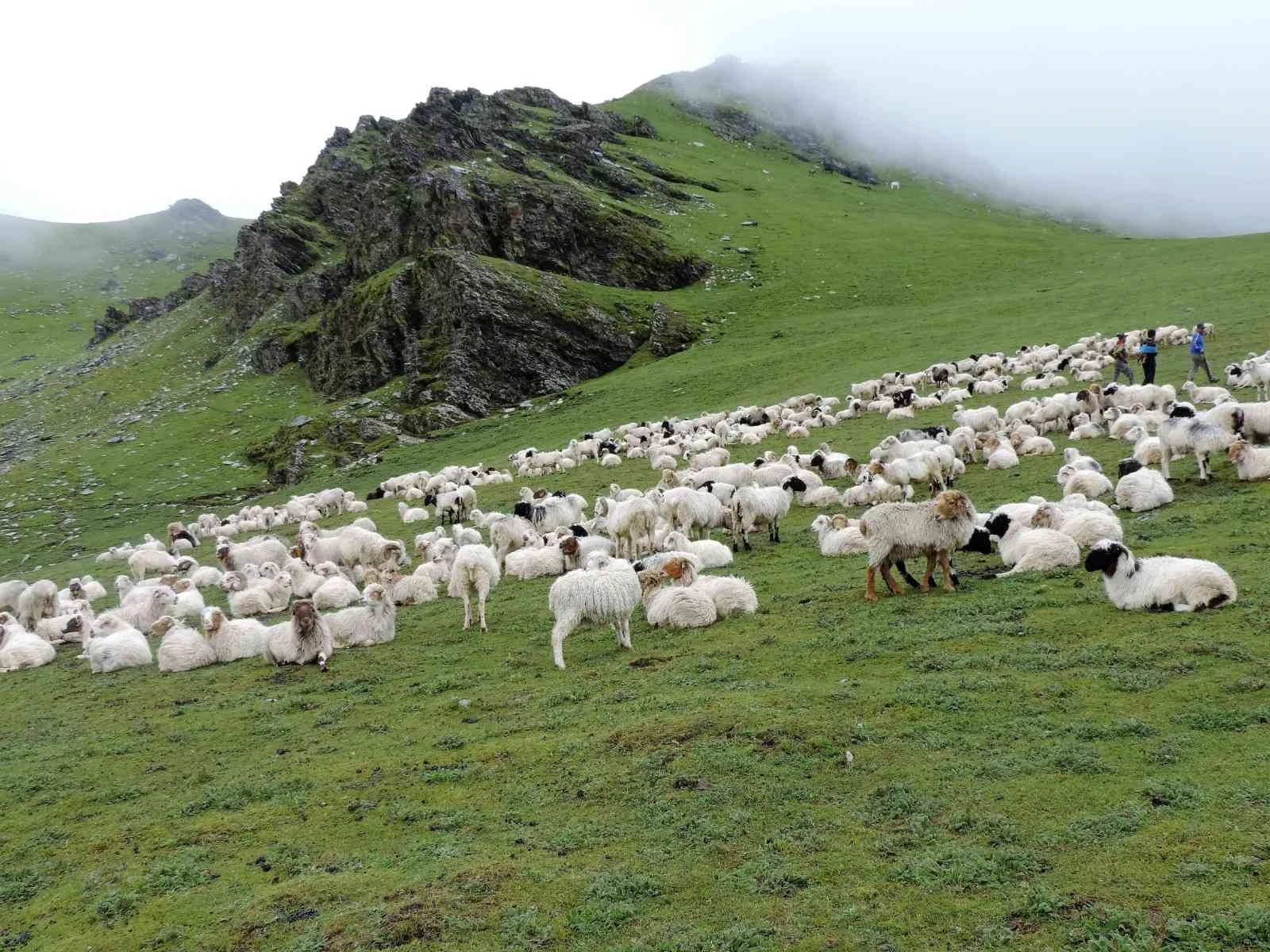 Dhorpatan Trek with Gurja Khani: A Perfect Place for Hunting