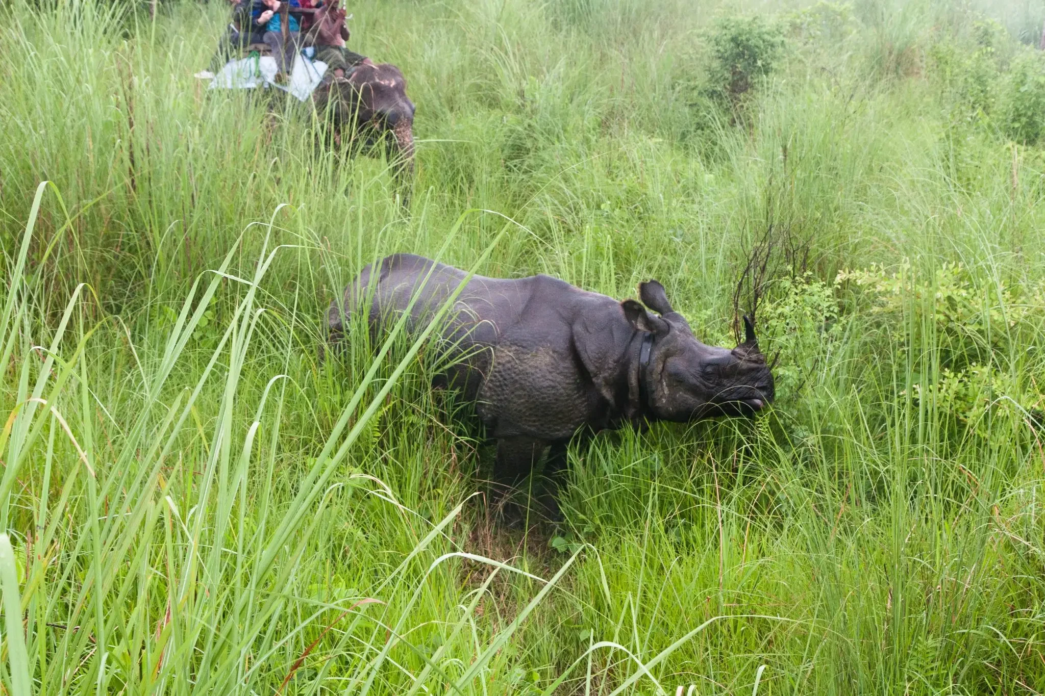 Chitwan National Park Safari